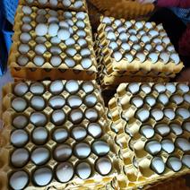 480枚精品绿壳鸡蛋绿壳乌鸡蛋绿壳土鸡蛋山鸡蛋新鲜质优