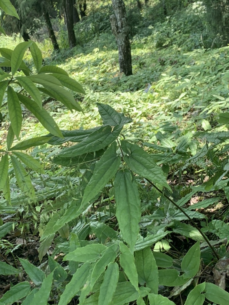 淫羊霍种子