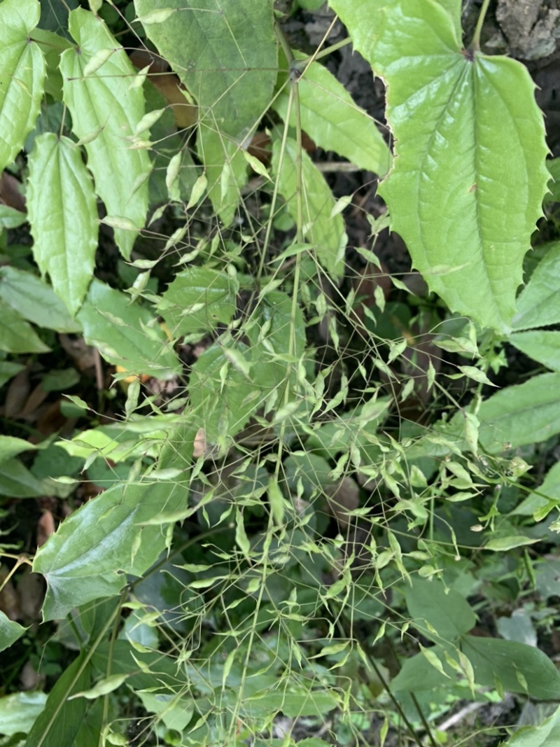 淫羊霍种子