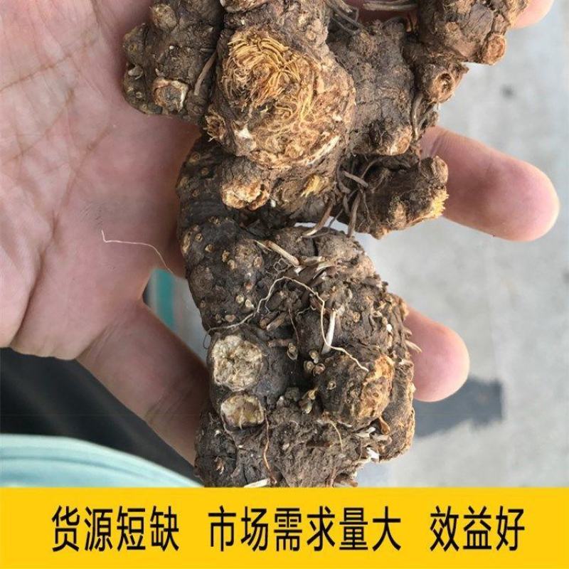 仓术