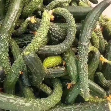 【黄瓜】密刺黄瓜大量供应，质量有保证，食堂货平台货!