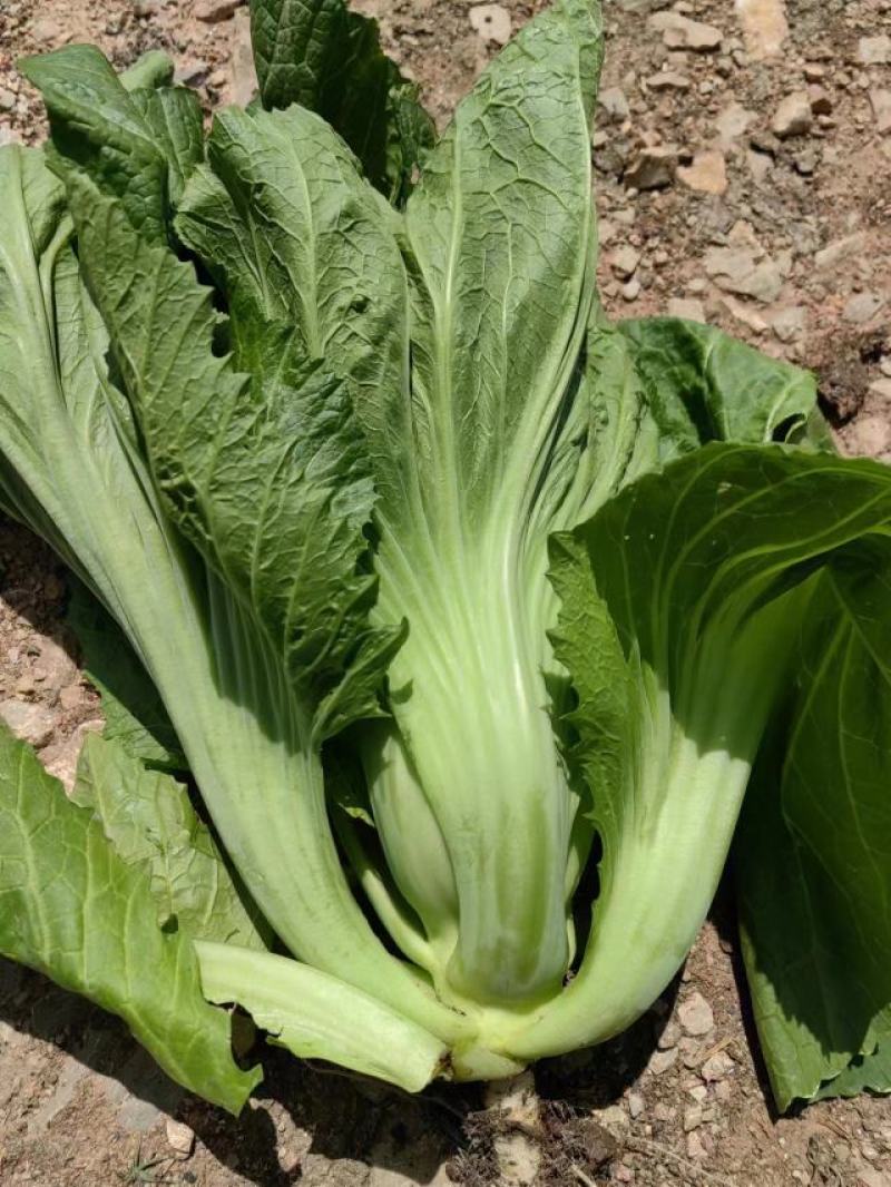 昆明精品芥菜上市，一年四季产地直发，支持视频看货