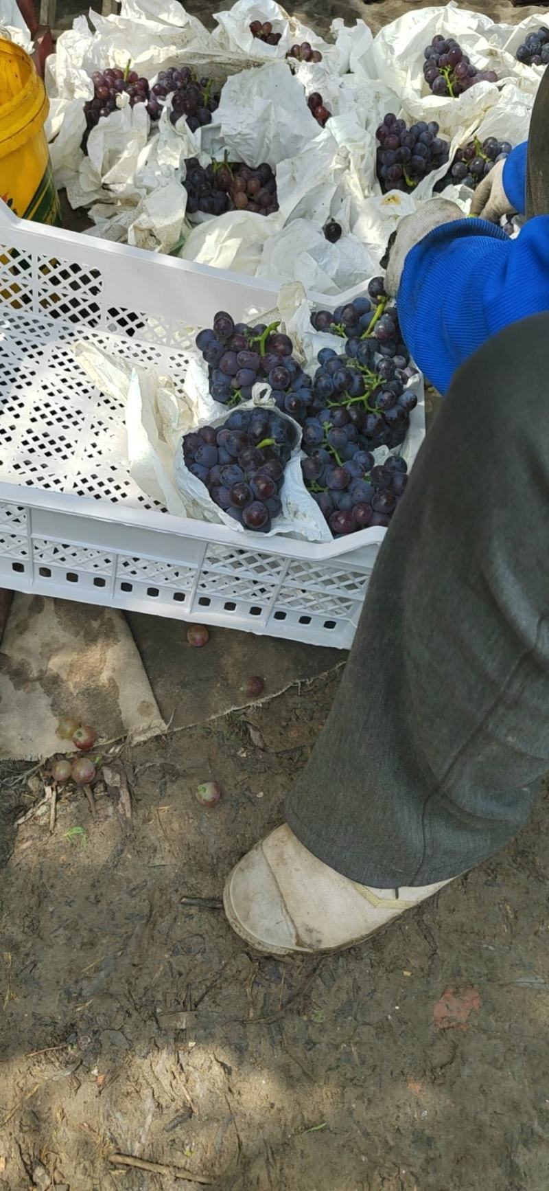 茶淀玫瑰香无核葡萄天津产地可以实地考察看货订购
