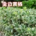金边冬青金边黄杨苗园林绿化冬青苗庭院四季常青树苗