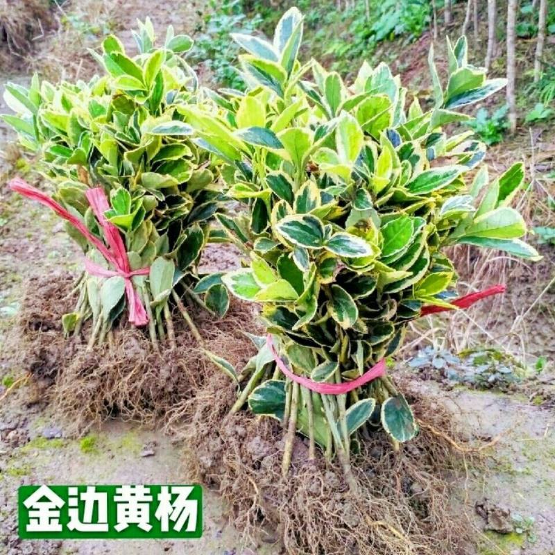 金边冬青金边黄杨苗园林绿化冬青苗庭院四季常青树苗