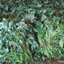 西瓜红，普薯32，红薯苗，大田苗，高剪苗，拔苗