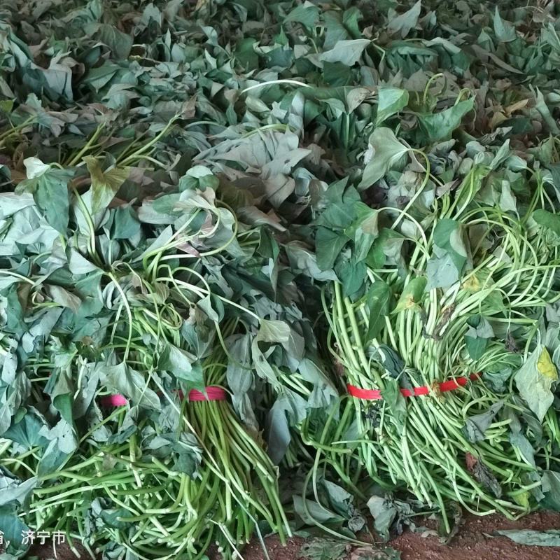 西瓜红，普薯32，红薯苗，大田苗，高剪苗，拔苗