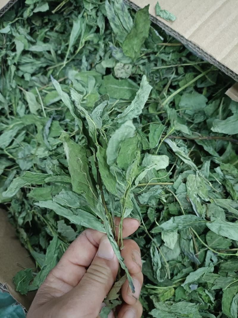 薄荷，产地河南，水洗烘干，挥发油高，可泡茶，全国发货