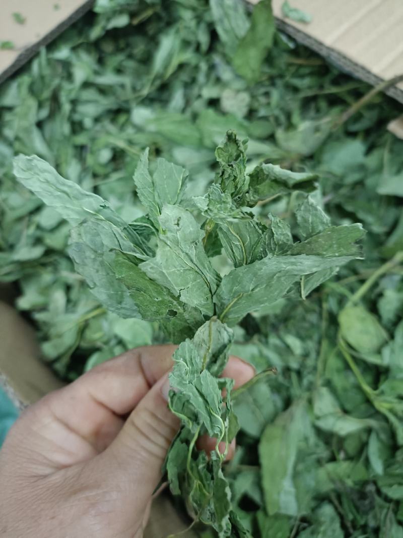 薄荷，产地河南，水洗烘干，挥发油高，可泡茶，全国发货
