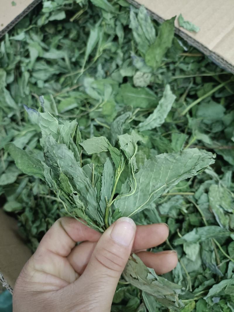 薄荷，产地河南，水洗烘干，挥发油高，可泡茶，全国发货