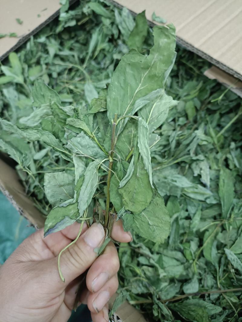 薄荷，产地河南，水洗烘干，挥发油高，可泡茶，全国发货