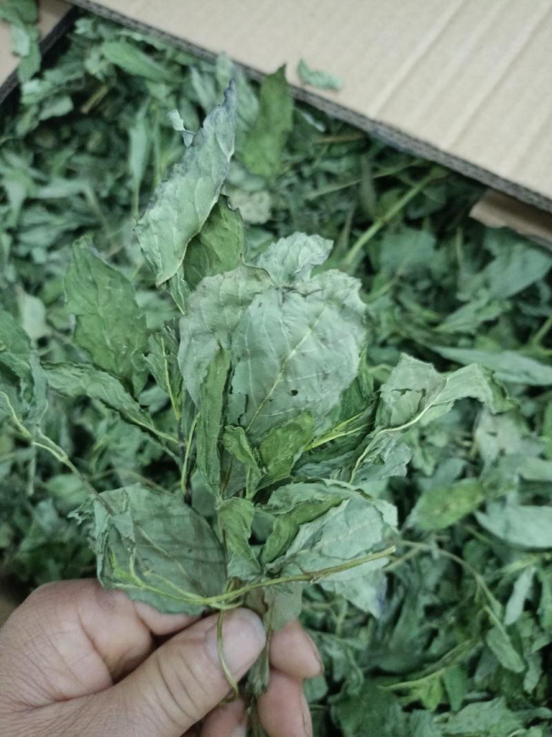 薄荷，产地河南，水洗烘干，挥发油高，可泡茶，全国发货