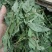 薄荷，产地河南，水洗烘干，挥发油高，可泡茶，全国发货