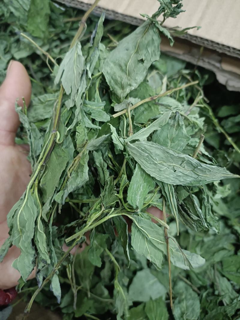 薄荷，产地河南，水洗烘干，挥发油高，可泡茶，全国发货