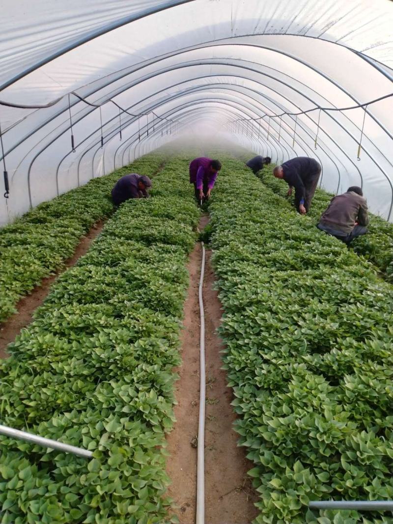 西瓜红，普薯32，红薯苗，大田苗，高剪苗，拔苗