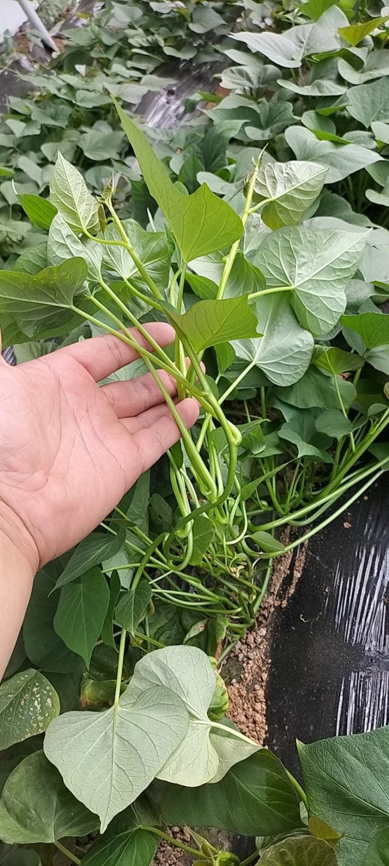 西瓜红，普薯32，红薯苗，大田苗，高剪苗，拔苗