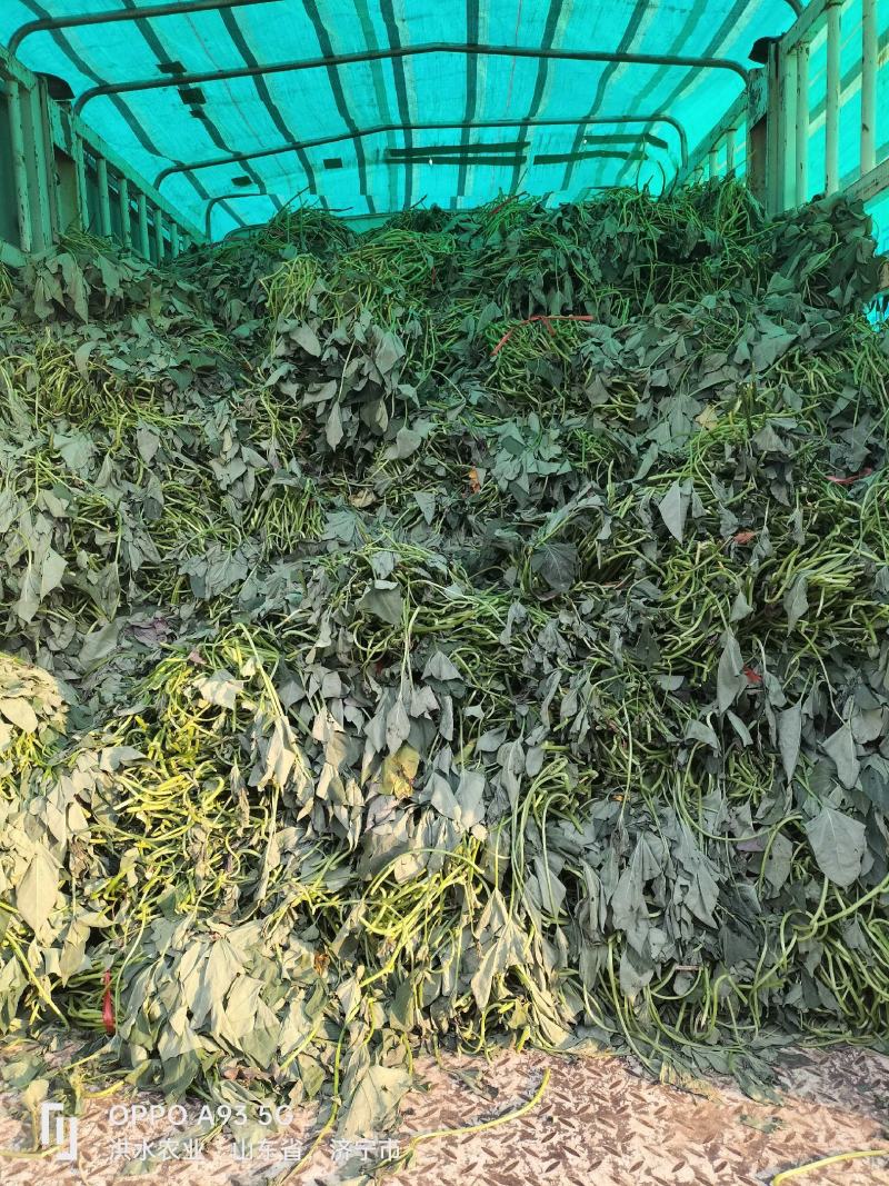 西瓜红，普薯32，红薯苗，大田苗，高剪苗，拔苗