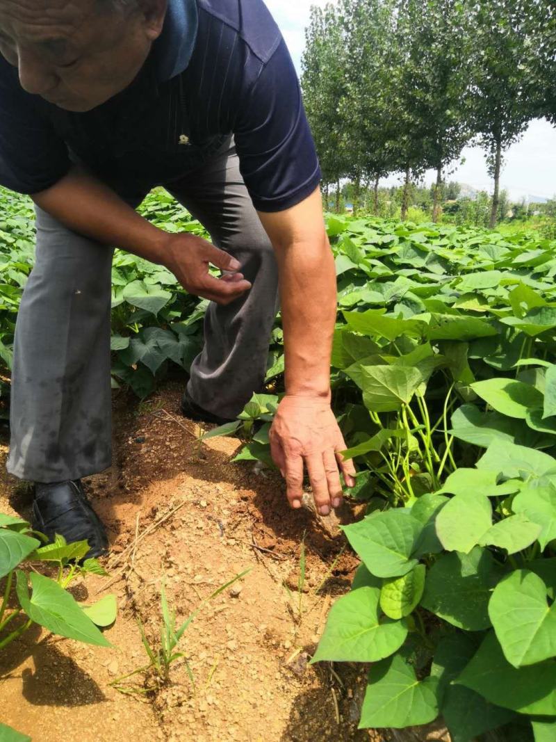 西瓜红，普薯32，红薯苗，大田苗，高剪苗，拔苗
