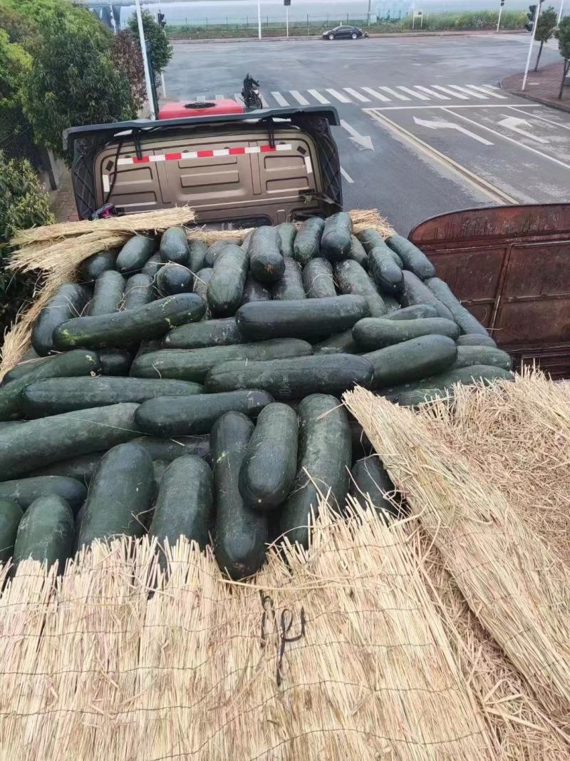本地区黑皮、白皮冬瓜吊瓜.地冬瓜已经上市啦！欢迎联系！