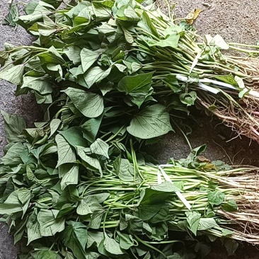 西瓜红，板栗薯，红薯苗，大田苗，高剪苗，拔苗
