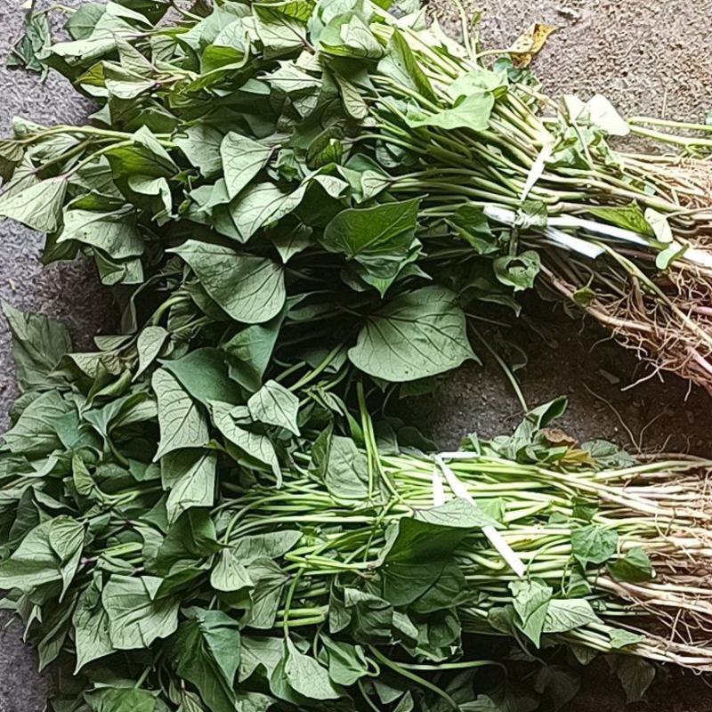 西瓜红，板栗薯，红薯苗，大田苗，高剪苗，拔苗