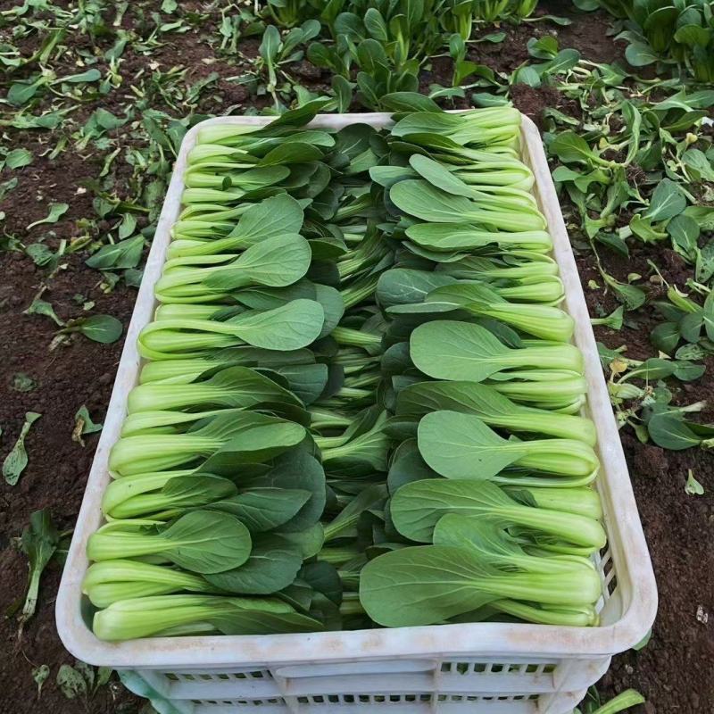 精品山东菏泽曹县上海青诚信经营量大价优规格齐全对接批发商