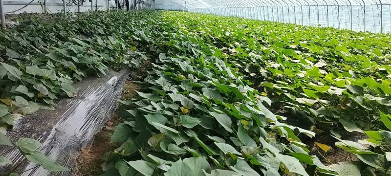 西瓜红，板栗薯，红薯苗，大田苗，高剪苗，拔苗
