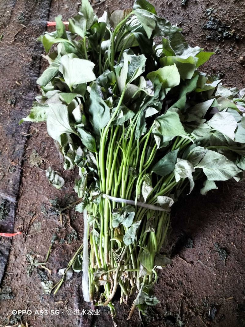 西瓜红，板栗薯，红薯苗，大田苗，高剪苗，拔苗