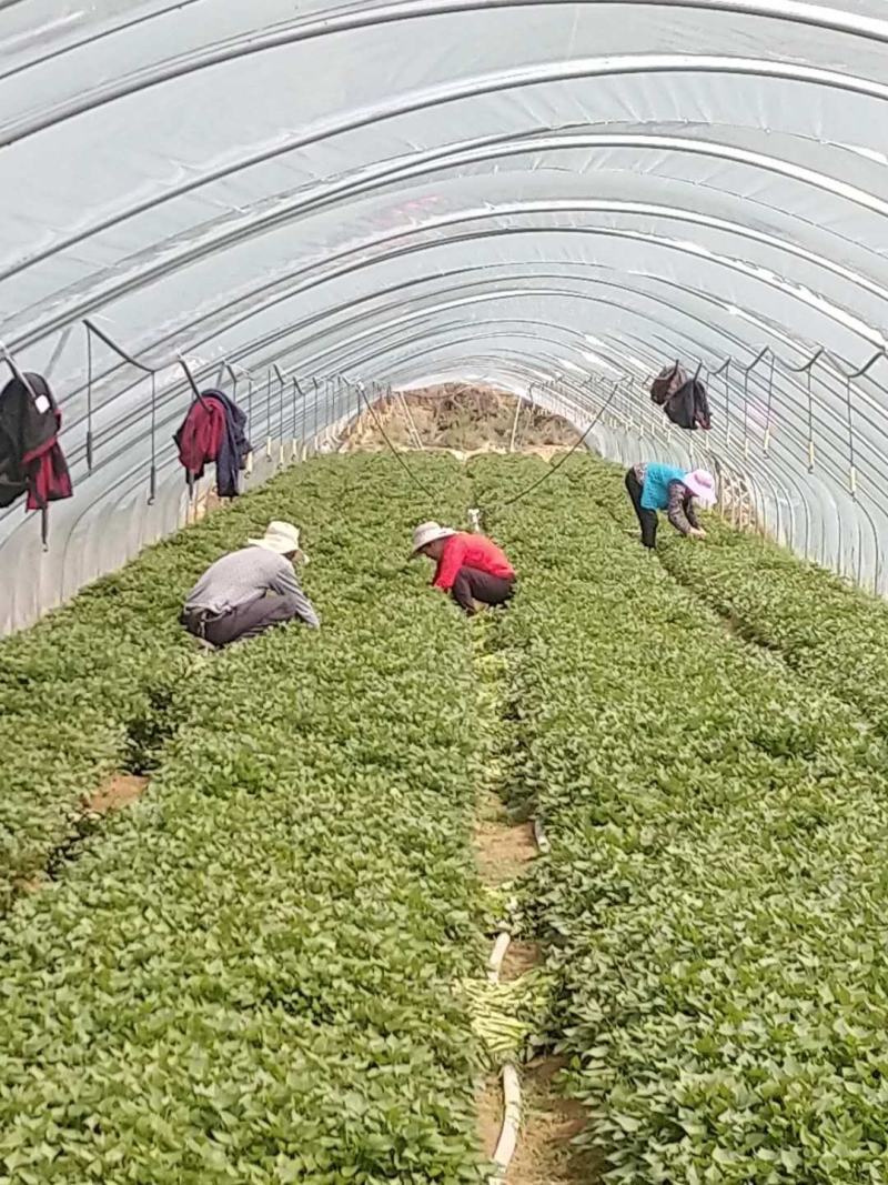西瓜红，板栗薯，红薯苗，大田苗，高剪苗，拔苗