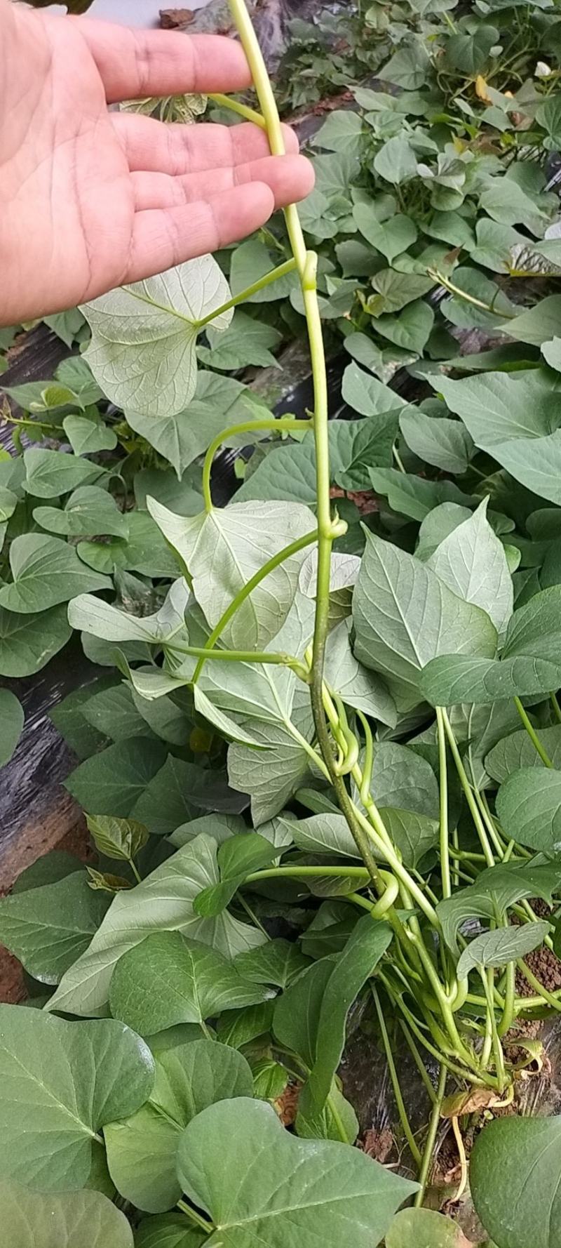 西瓜红，板栗薯，红薯苗，大田苗，高剪苗，拔苗
