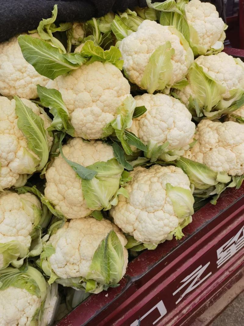 白面青梗散花/河南菜花有机松花菜小米粒现货上市