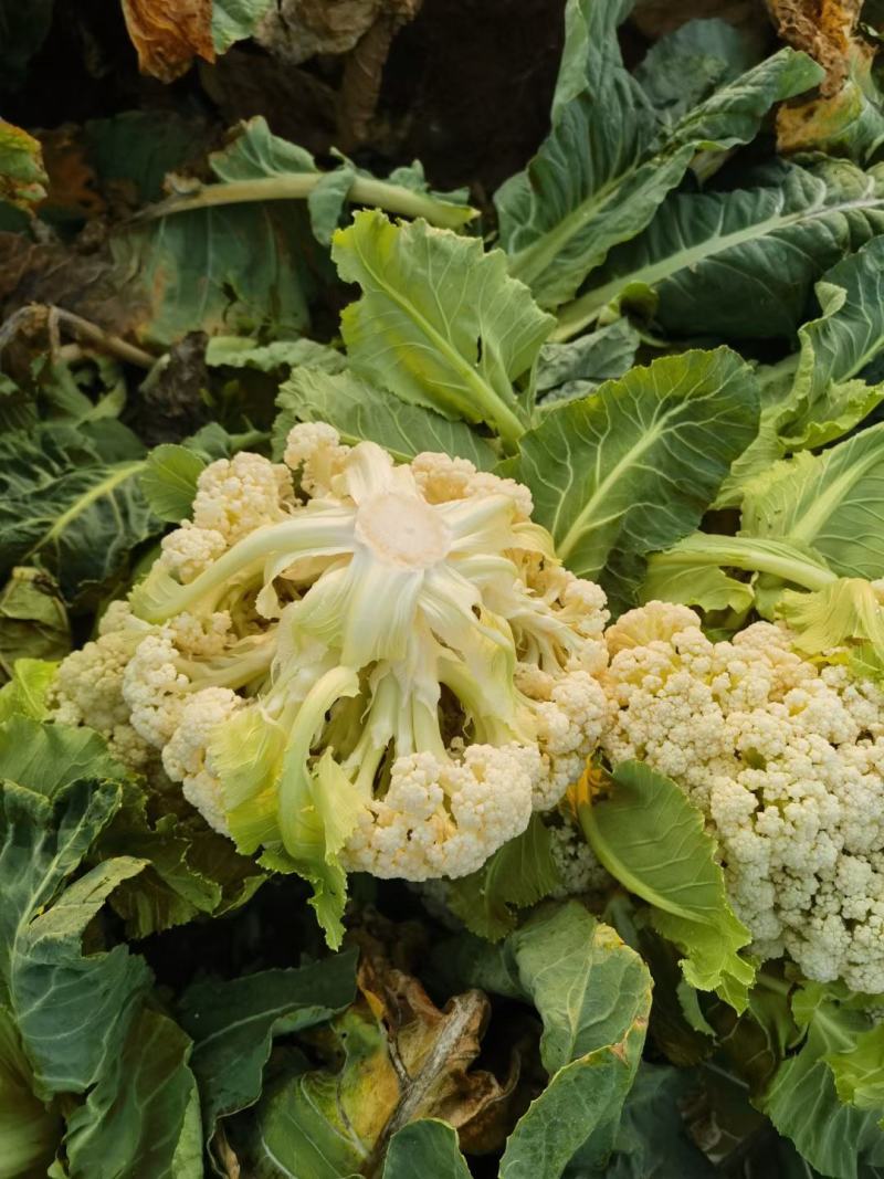 白面青梗散花/河南菜花有机松花菜小米粒现货上市