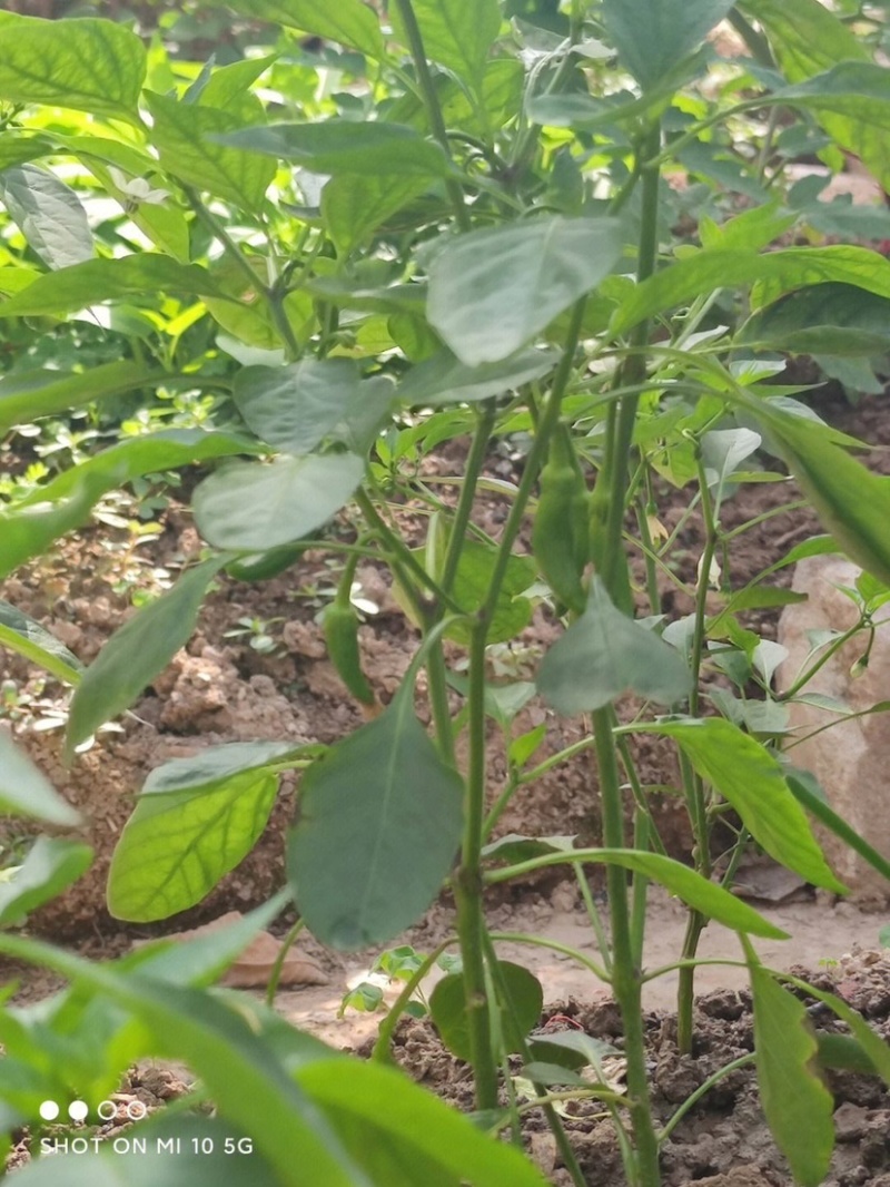 螺丝椒苗，苗粗苗壮，苗子抗病性强，果实长而有螺旋