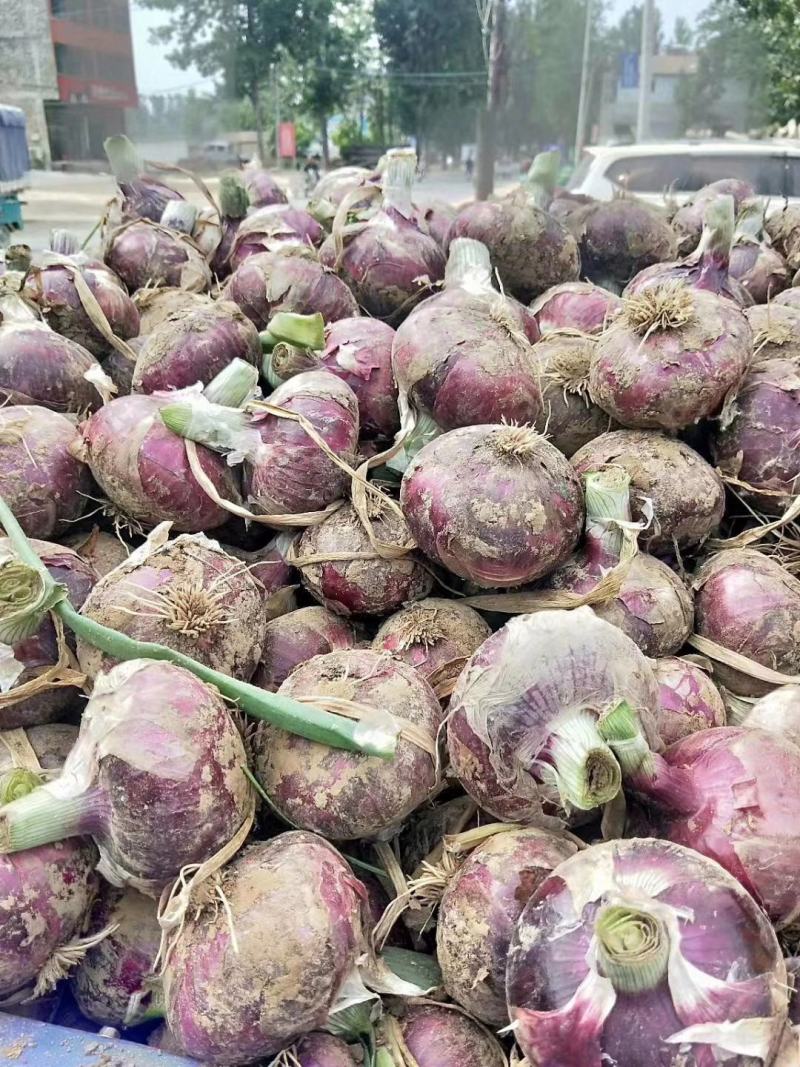 二红洋葱河南红皮洋葱大量上市代收代发代存货源足