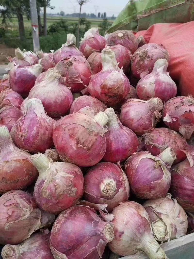 二红洋葱河南红皮洋葱大量上市代收代发代存货源足