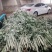 端午艾草出售