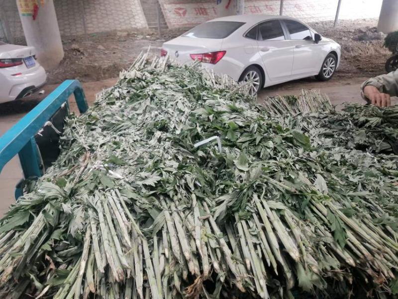 端午艾草出售