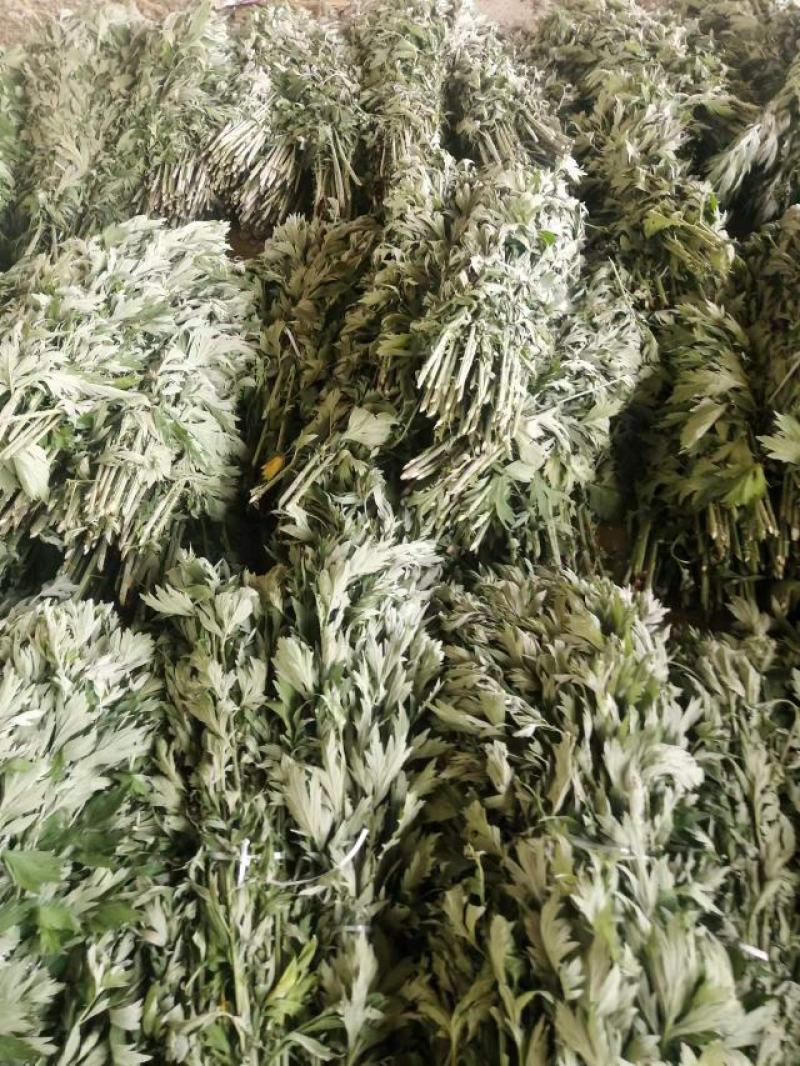端午艾草出售