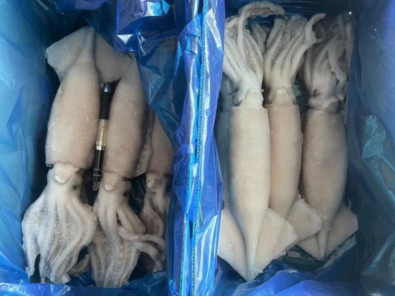 鱿鱼，单冻阿根廷鱿鱼，口感好，品质高，可以加冰衣