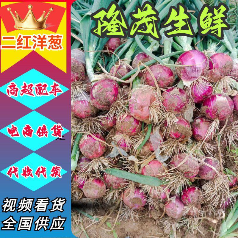 二红洋葱河南红皮洋葱大量上市代收代发代存货源足