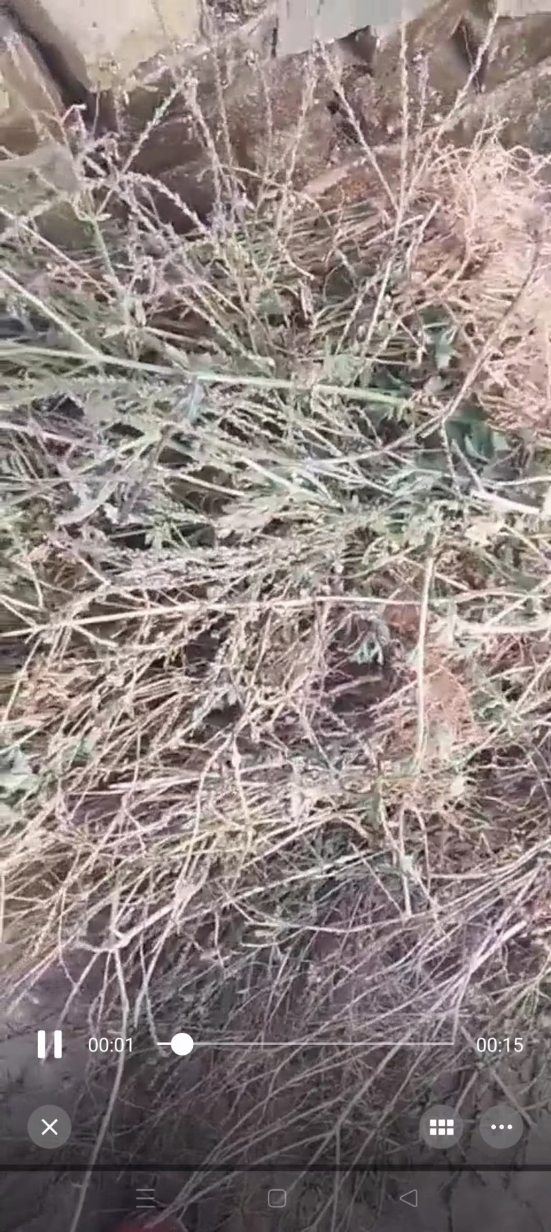马鞭草（铁马鞭）产新中，接受预定