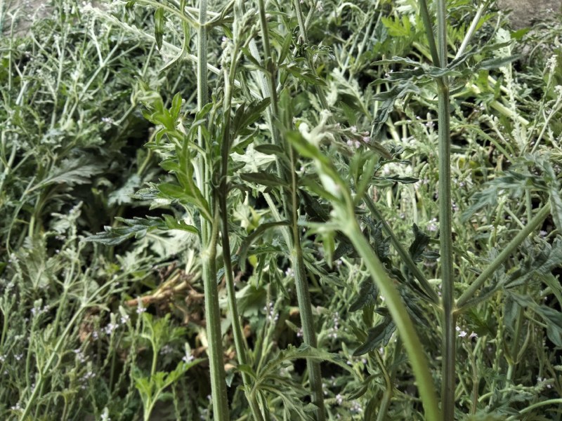马鞭草（铁马鞭）产新中，接受预定