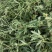 马鞭草（铁马鞭）产新中，接受预定