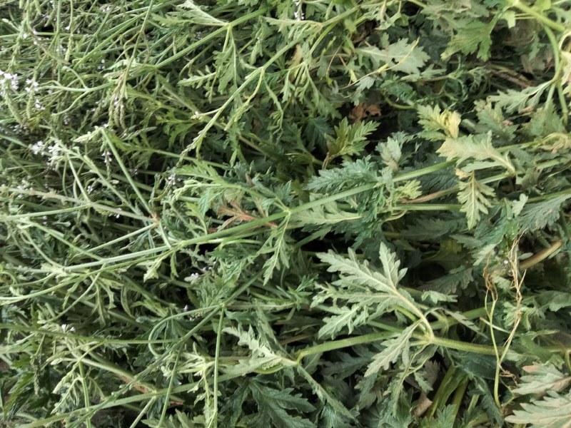 马鞭草（铁马鞭）产新中，接受预定