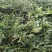 马鞭草（铁马鞭）产新中，接受预定