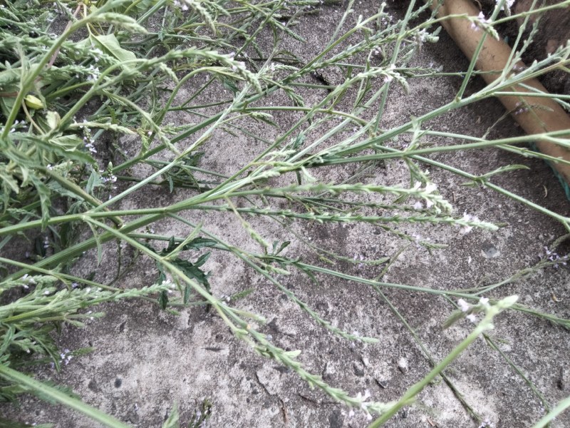 马鞭草（铁马鞭）产新中，接受预定