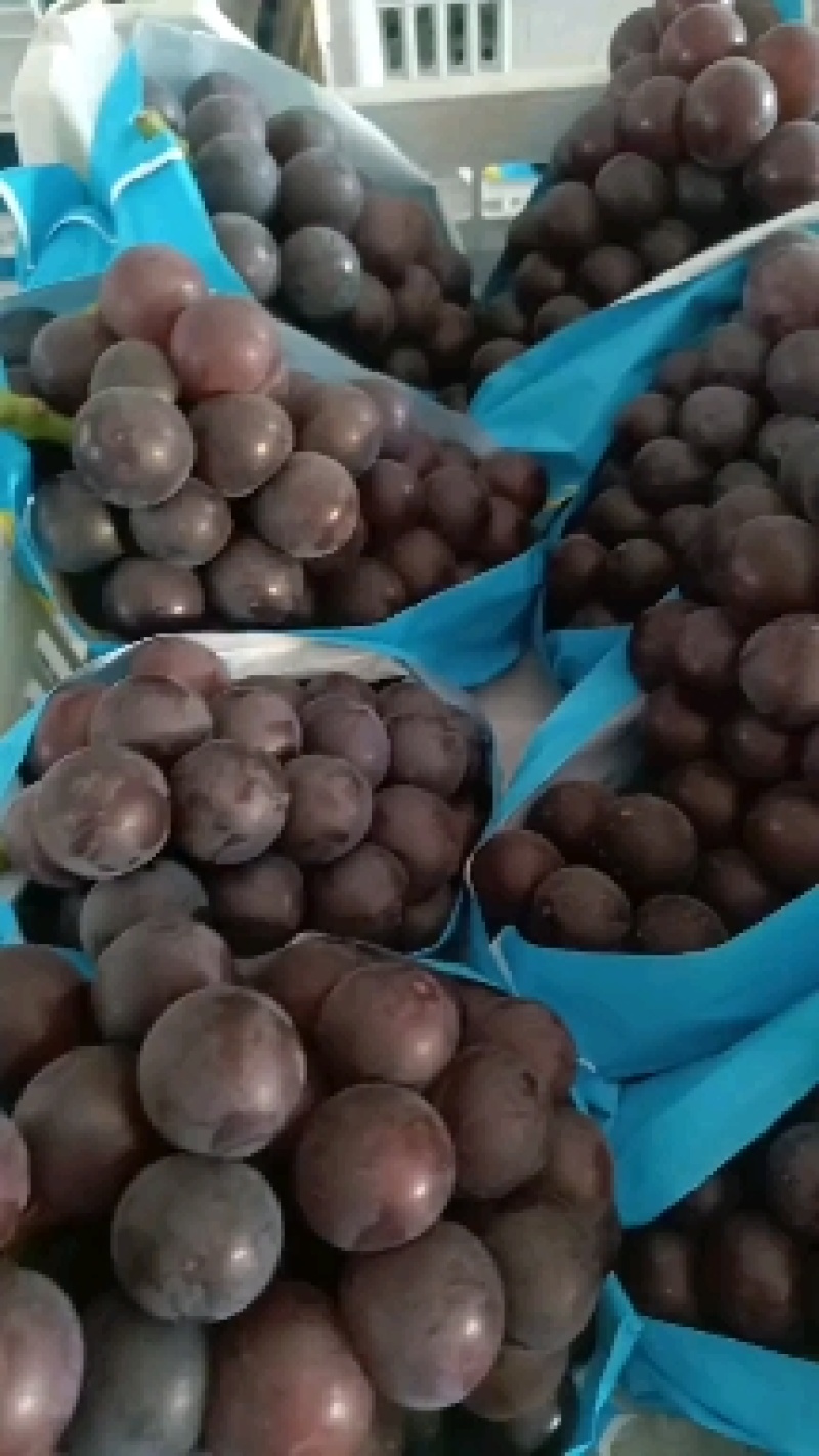 大家好，滕引葡萄，乒乓球葡萄，大量现货，追逐品质的找我