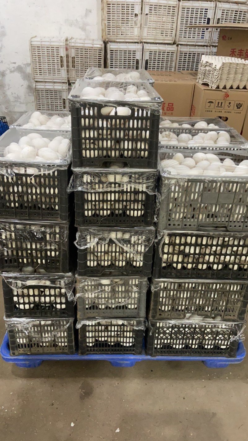 农村散养有机大鹅蛋，保证新鲜保证质量