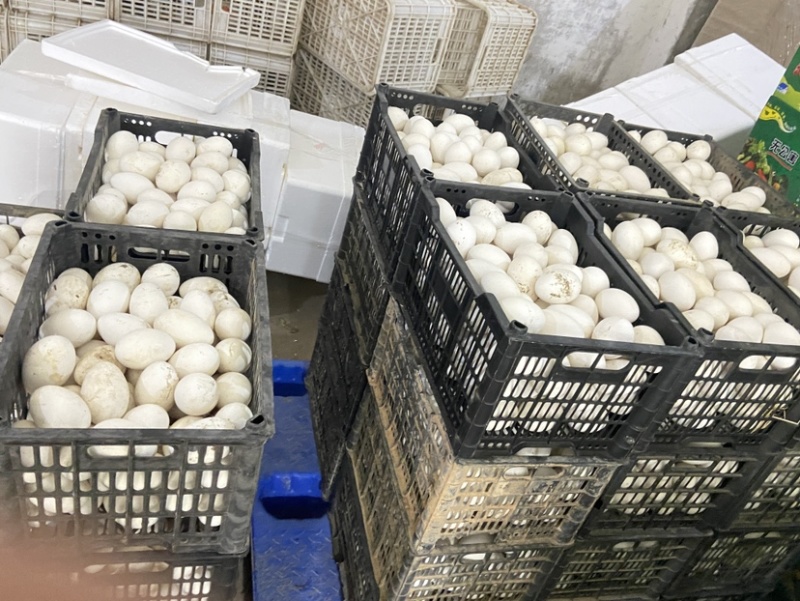 农村散养有机大鹅蛋，保证新鲜保证质量