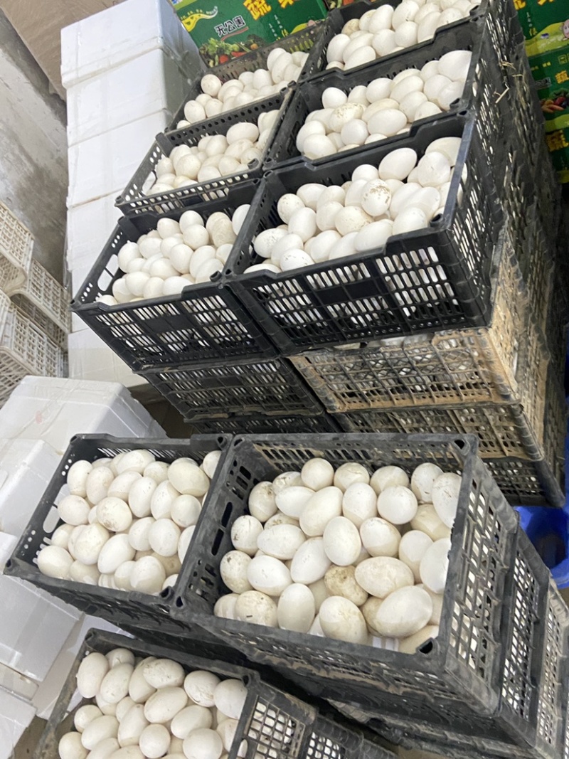 农村散养有机大鹅蛋，保证新鲜保证质量